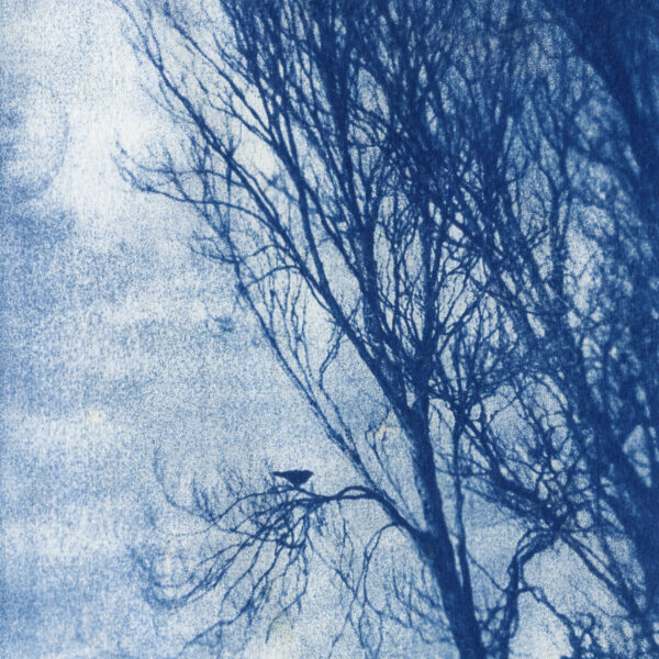 cyanotype001